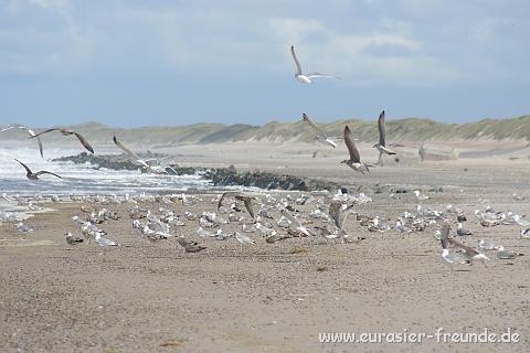 (Foto Goslar)_daenemark_2010_IMG_0164_Strand_Husby_Klit.jpg - ... knnen die so herrlich fliegen!